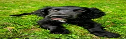 Cocker Spaniel dogs for sale: Cocker Spaniel Puppies  - Advert 1