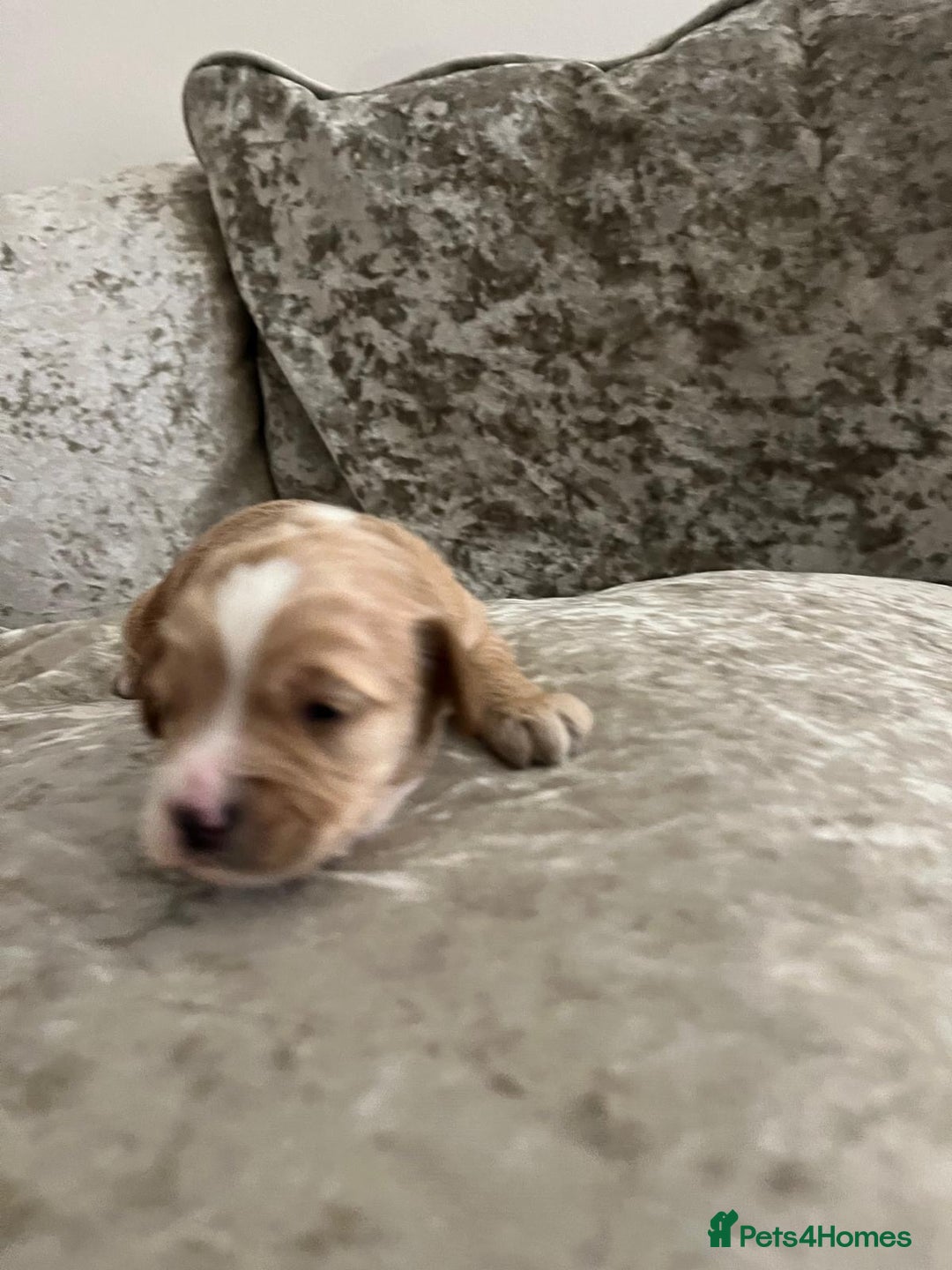 Cavapoo dogs for sale: F1 Cavapoo puppies - Advert 8