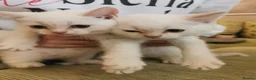 British Shorthair cats for sale: British Shorthair Points  - Advert 6