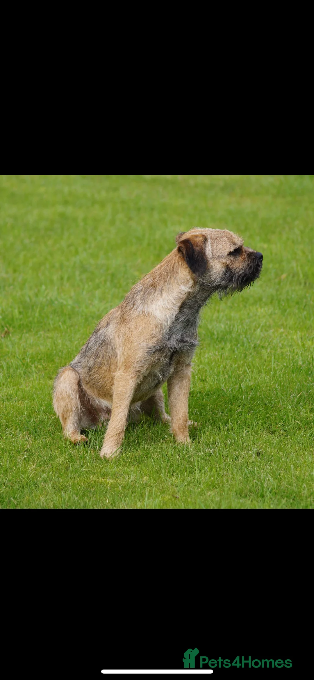 Border Terrier dogs for stud: KC SLEM clear Oxcroft border terrier proven stud in Chesterfield - Advert 5