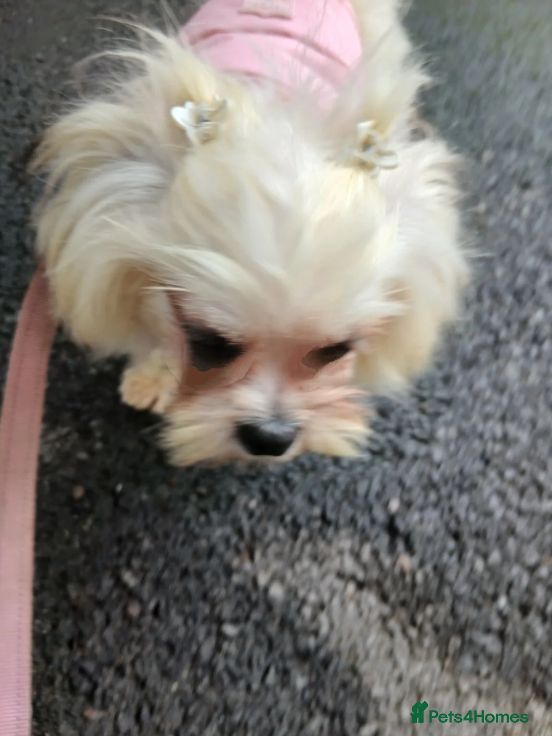 Mixed Breed dogs for sale: Adorable Maltese/Lhasa Apso puppies  - Advert 12