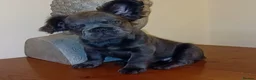 French Bulldog dogs for stud: SOLID LILAC FULL FLUFFY FRENCH BULLDOG - Advert 3