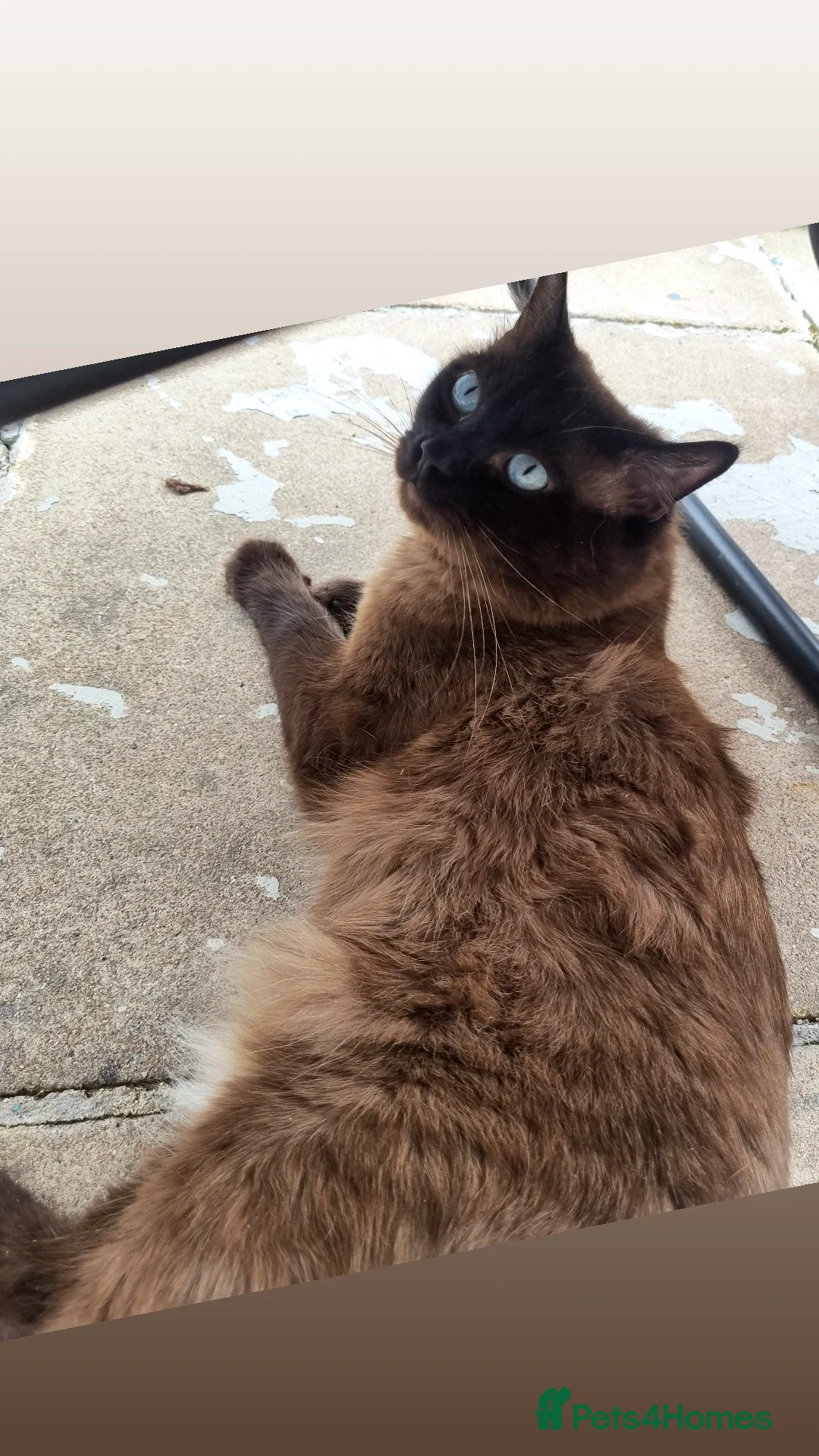 Ragdoll cats for stud: Ragdoll Seal Sepia Stud Genetically Tested 🐾 in London - Advert 18