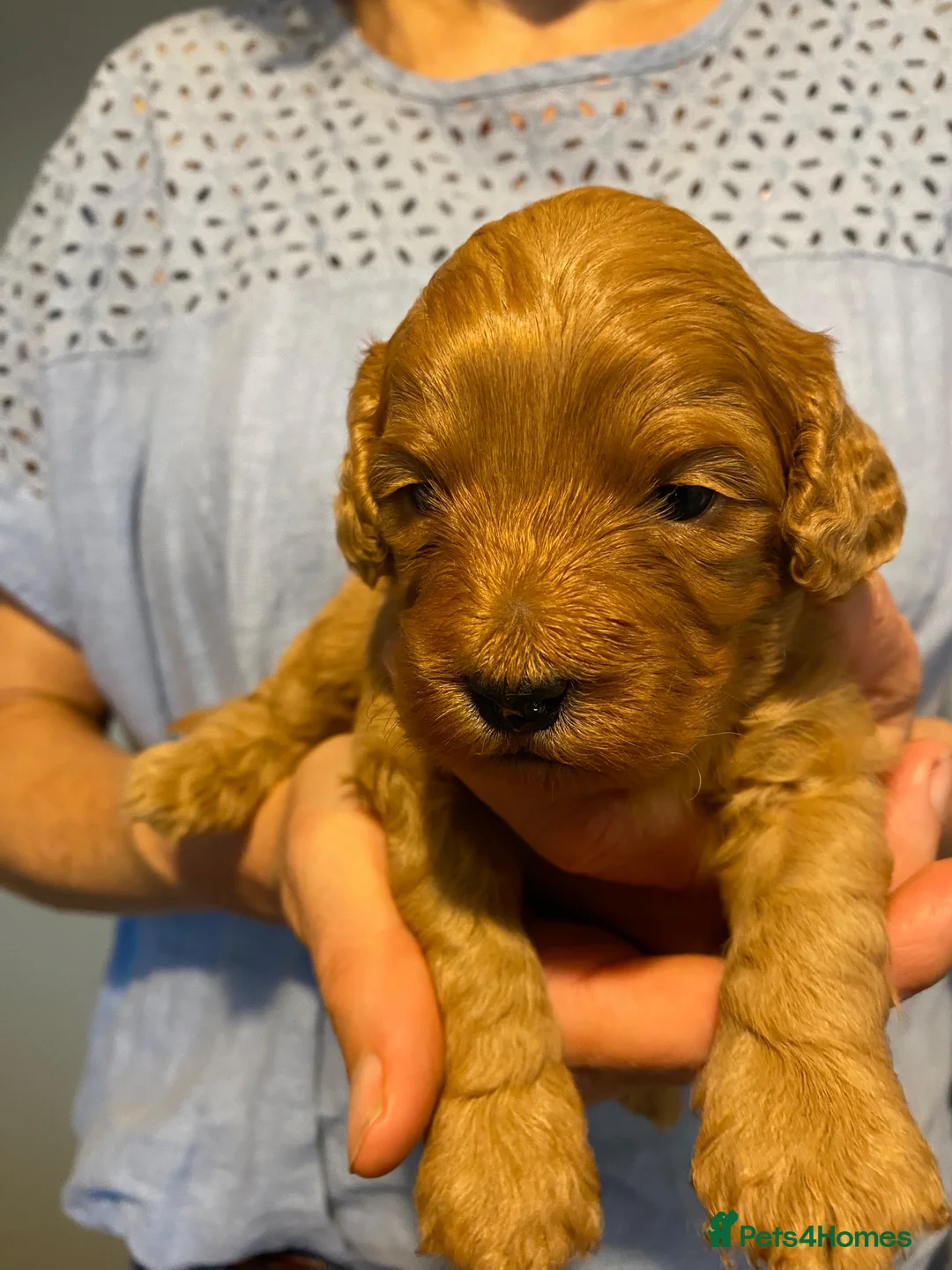 Cavapoo dogs for sale: Cavapoo puppies. Devon  in Chulmleigh - Advert 7