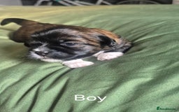 Lhasa Apso dogs for sale: Adorable Lhasa Apso Puppies  - Image 6