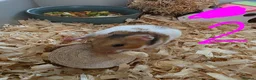 Hamster rodents for sale: Syrian hamsters various colours and genders - Advert 6