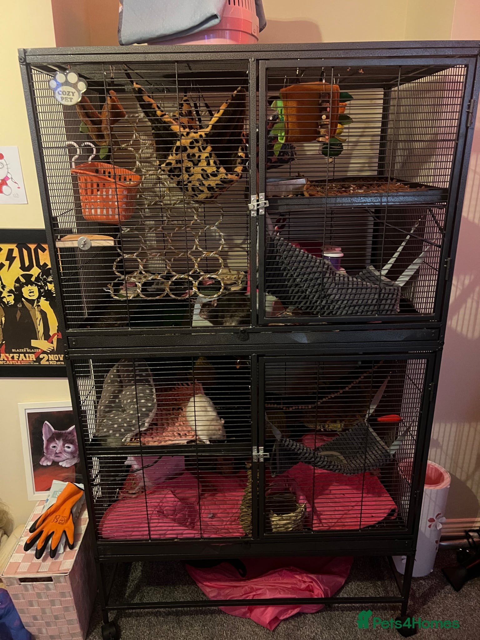 Rat rodents 3 male rats for sale - Advert 6