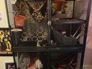 Rat rodents 3 male rats for sale - Advert 1