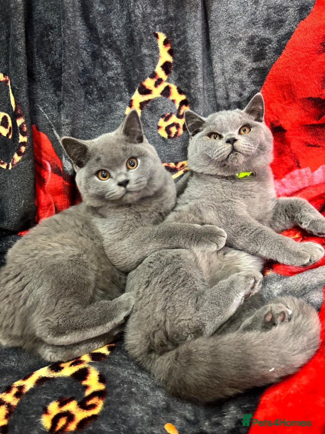 British Shorthair cats for sale: GCCF BSH Kittens pet homes only  - Image 33