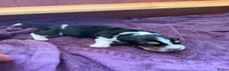 Basset Hound dogs for sale: Stunning KC Basset Hound Pups - Advert 18