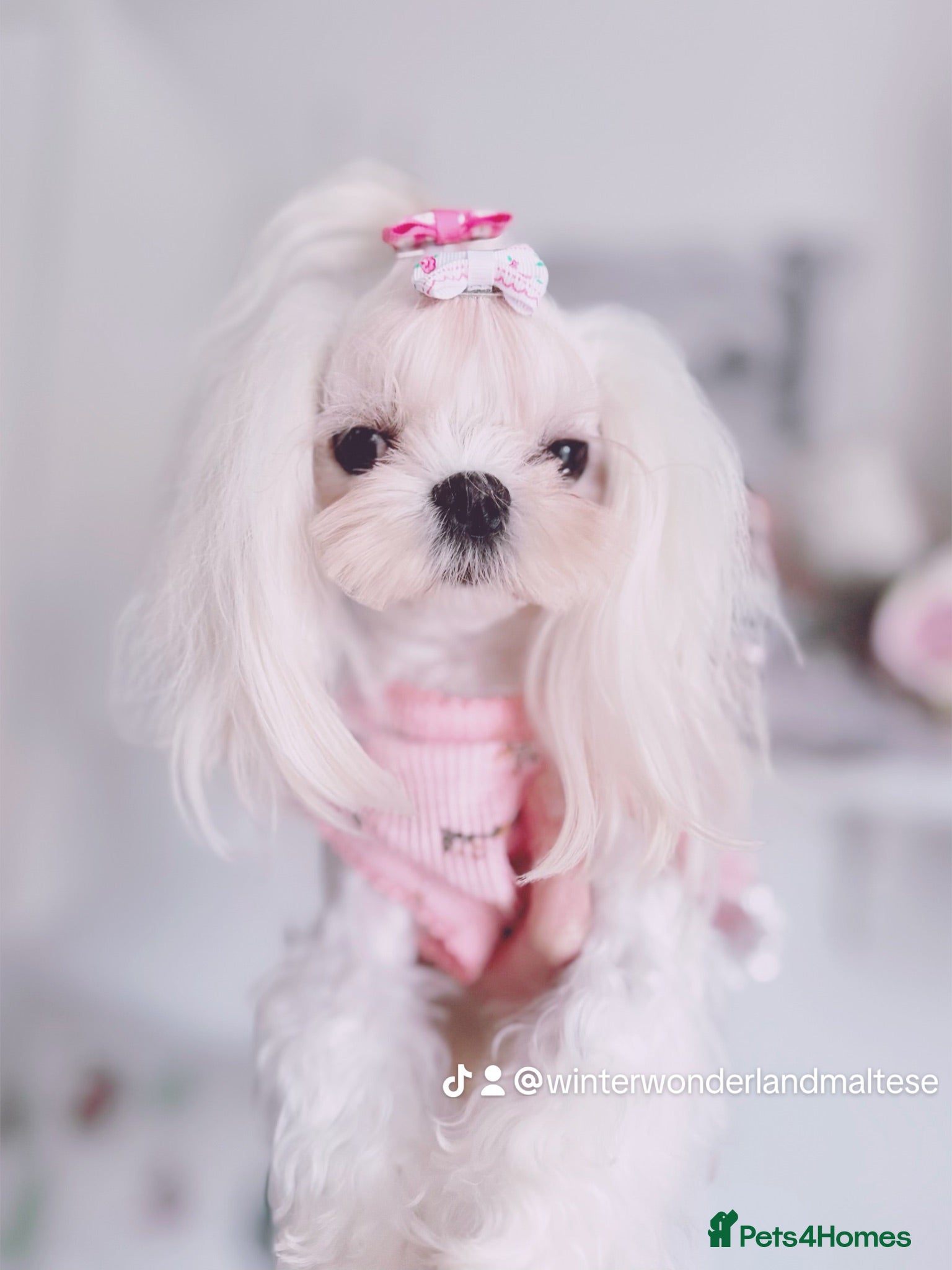 Maltese dogs 🌸adult Korean Maltese girl KC reg🌸 - Advert 2