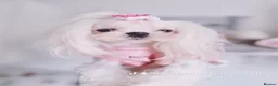 Maltese dogs for sale: 🌸adult Korean Maltese girl KC reg🌸 - Advert 2