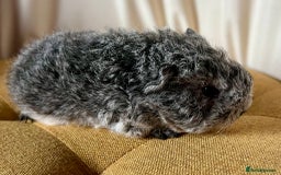 Guinea Pig rodents for sale: Texel guinea pig babies  - Image 7