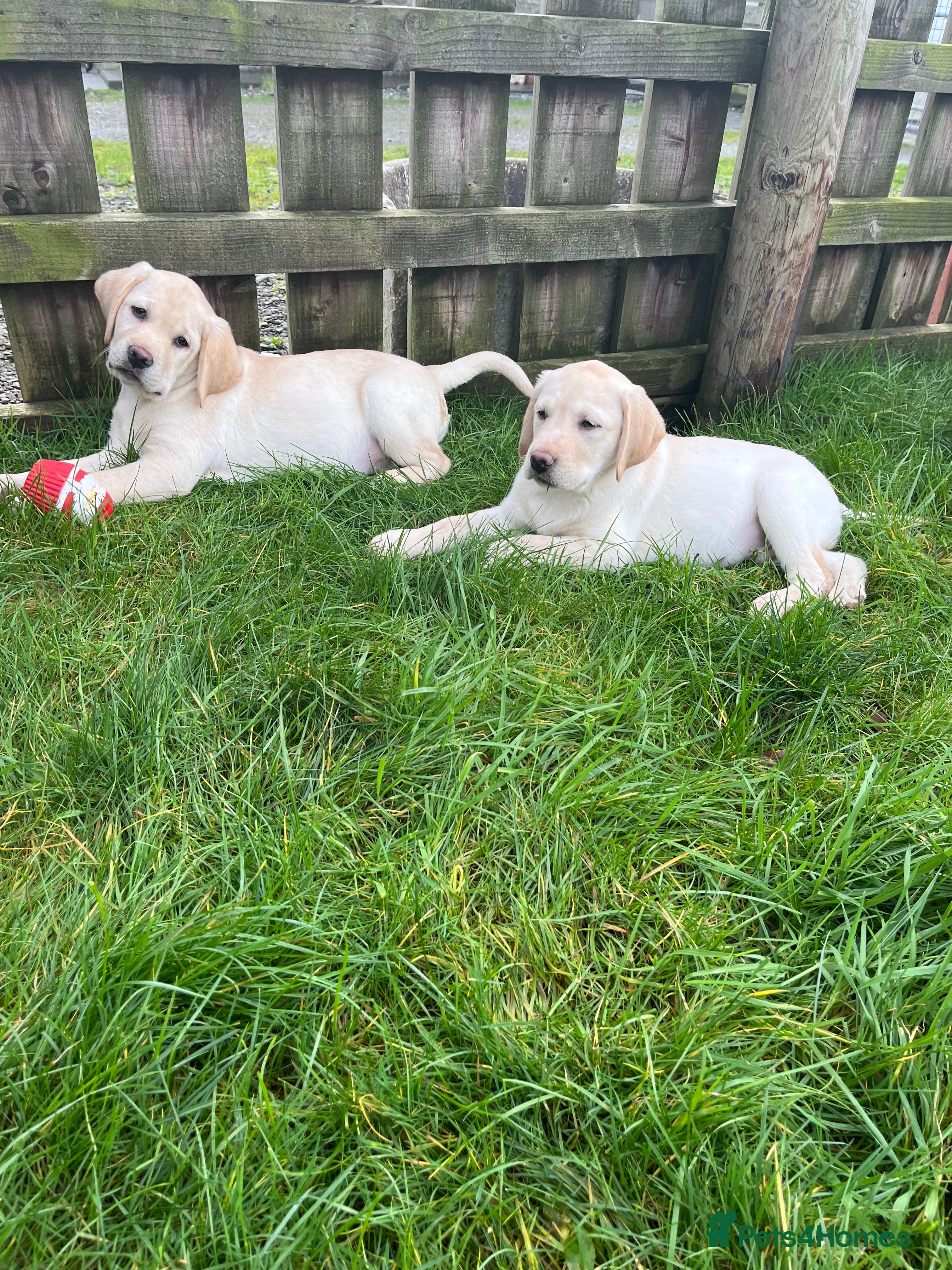 Labrador Retriever dogs Extensively health tested white chunky Labradors  - Advert 5