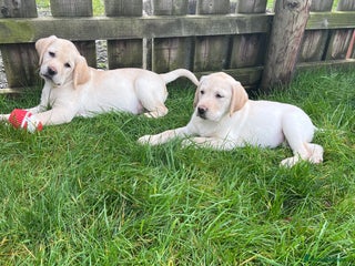 Labrador Retriever dogs Extensively health tested white chunky Labradors - Advert 10