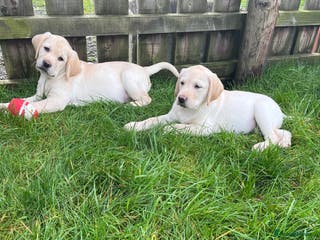 Labrador Retriever dogs Extensively health tested white chunky Labradors - Advert 17