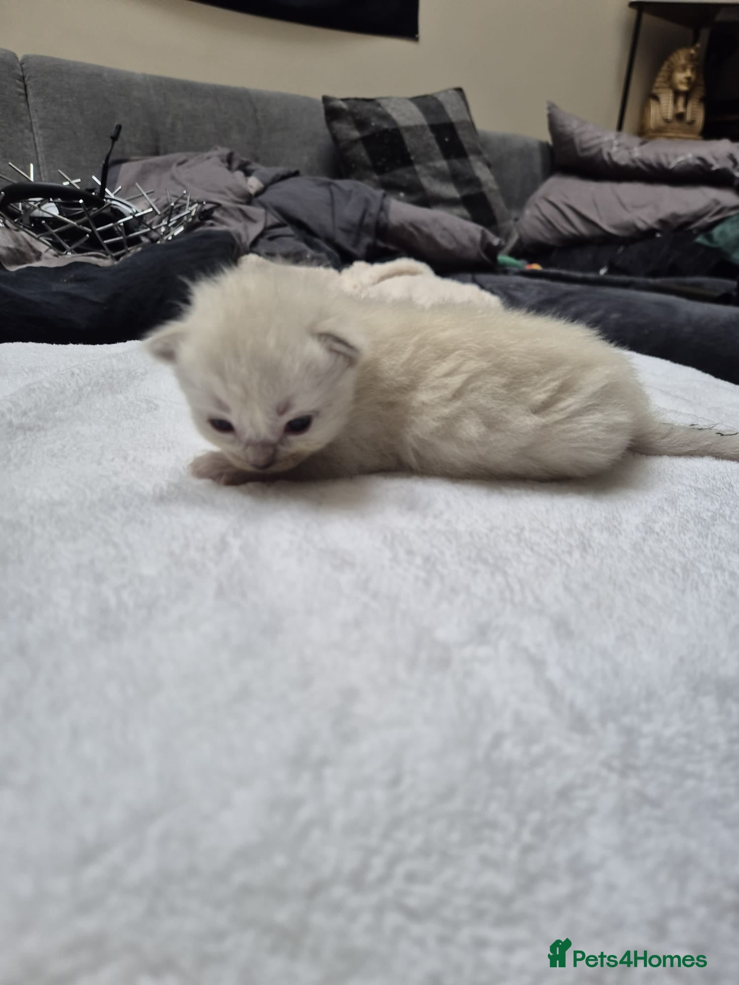 Ragdoll cats for sale: Beautiful Ragdoll Kittens Looking for Loving Homes - Advert 8