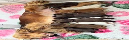 Cocker Spaniel dogs for sale: KC reg Show-type Chocolate & Choc Sable puppies in Brecon - Advert 28