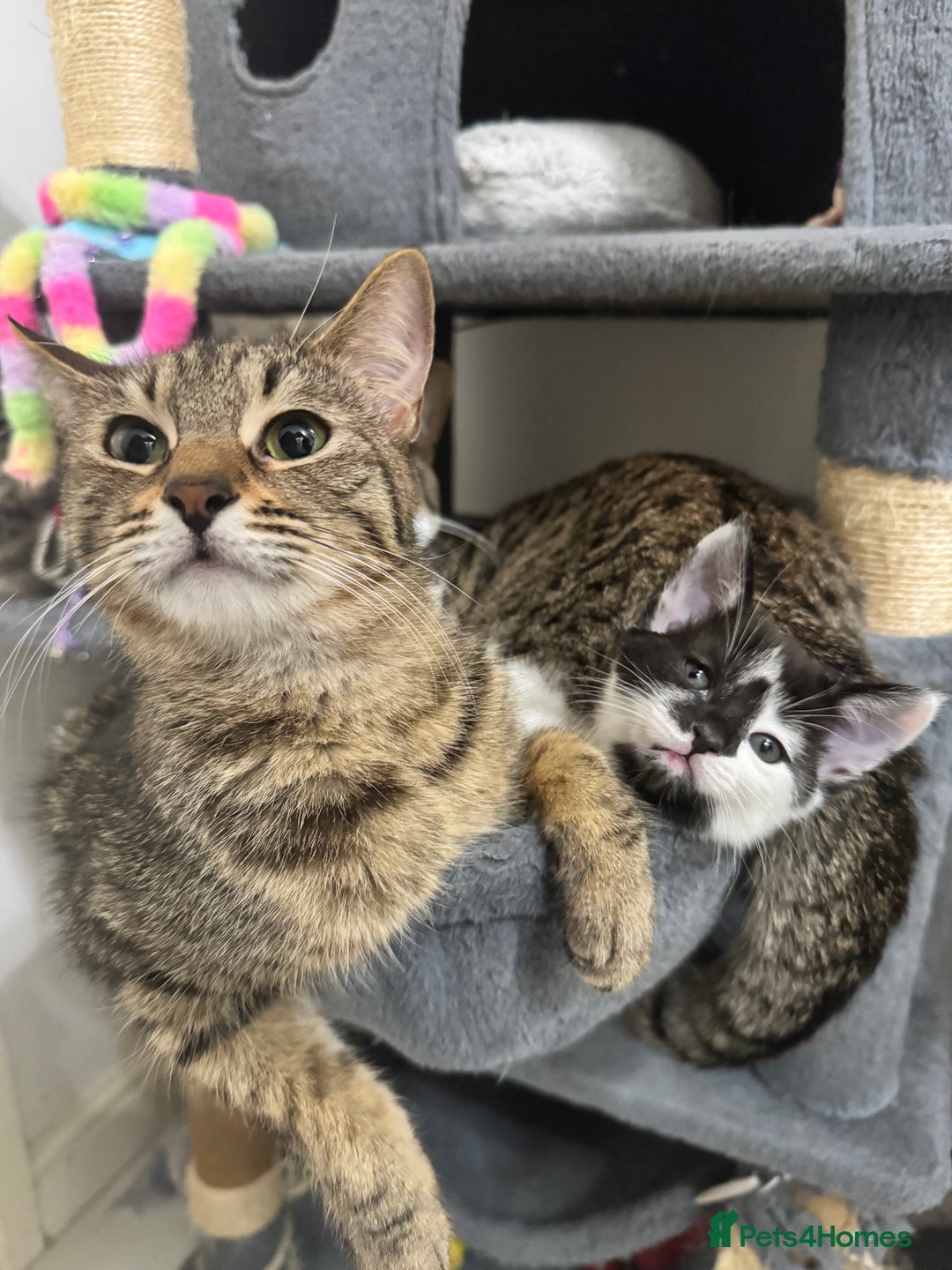 Mixed Breed cats for sale: 3 Beautiful Kittens for New Homes - Advert 3