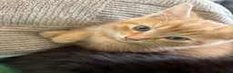 Mixed Breed cats for sale: Fluffy chunky kittens  - Advert 5