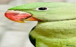 Parrots birds for sale: Baby alexandrine parrot - Image 6