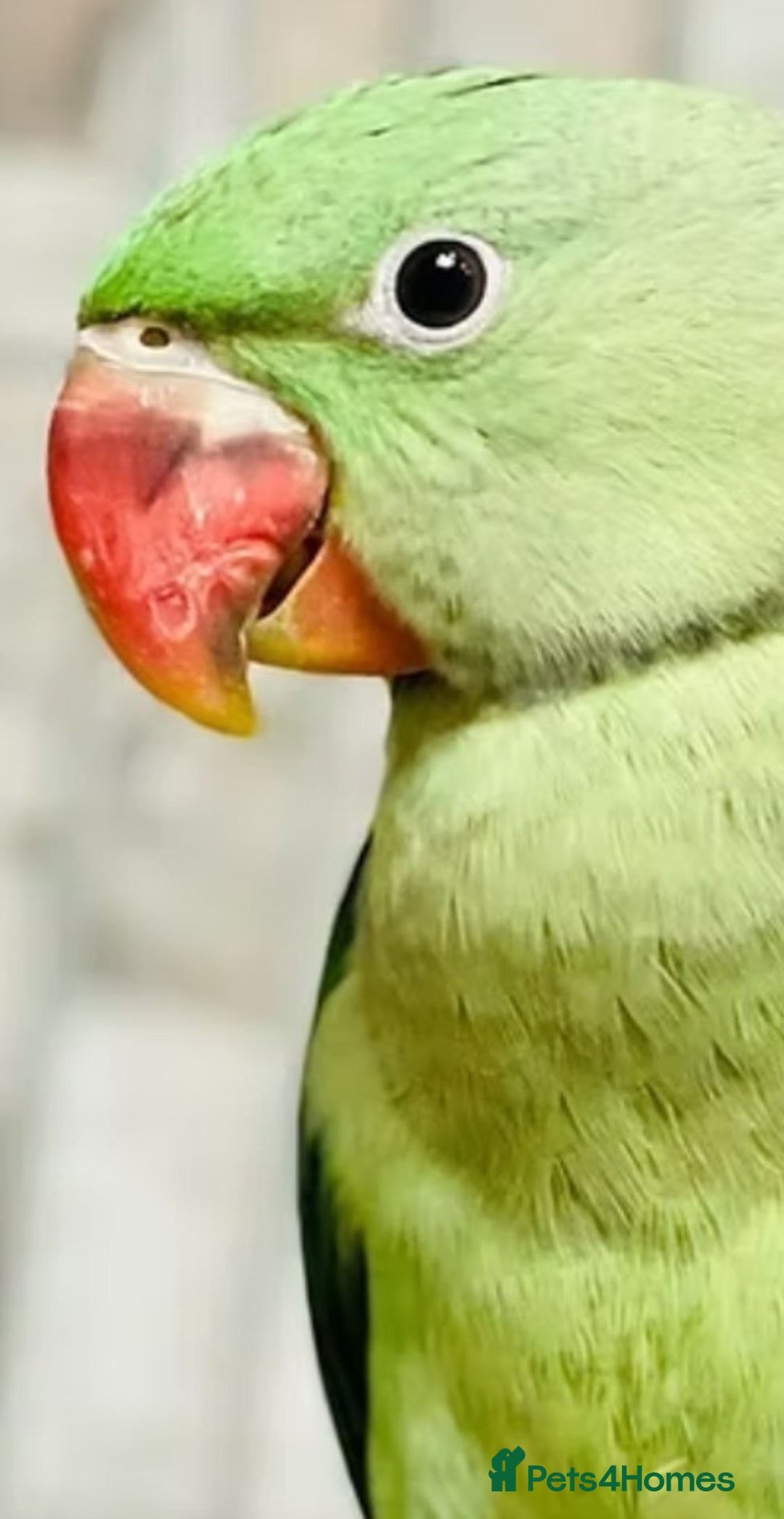 Parrots birds for sale: Baby alexandrine parrot - Image 6