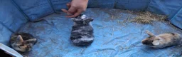 Mini Lop rabbits for sale: Baby kits (rabbits) - Advert 3