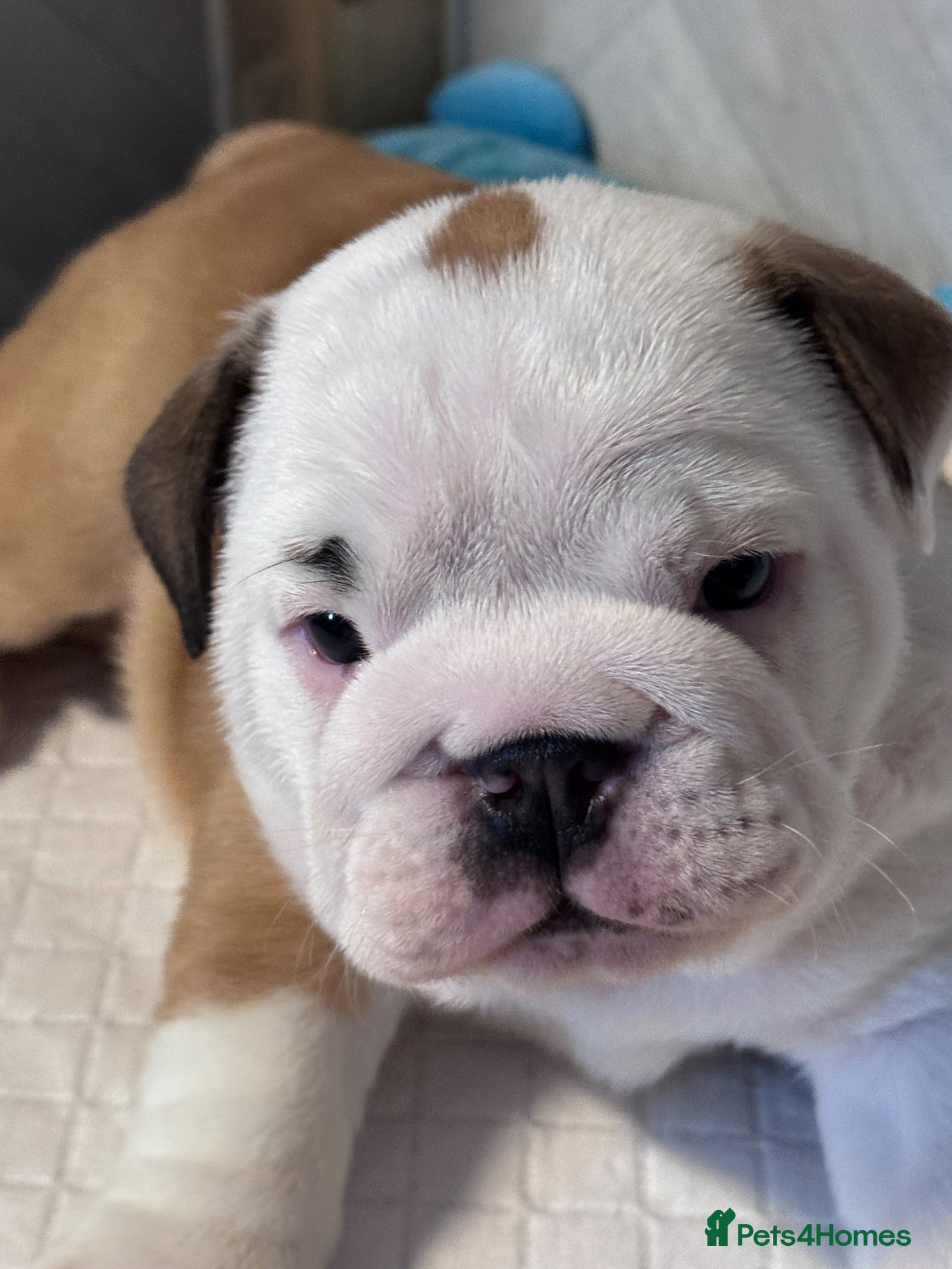 English Bulldog dogs Julie chalk  - Advert 4