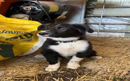 Border Collie dogs for sale: WORKING BORDER COLLIE PUPS - Image 3