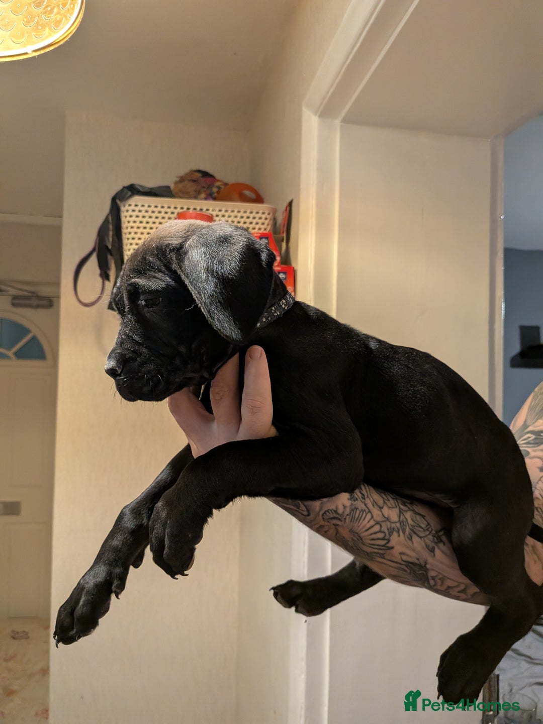 Cane Corso dogs for sale: Purebred champion bloodline cane corso - Image 18