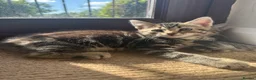 Mixed Breed cats for sale: Tabby Kittens  - Advert 4