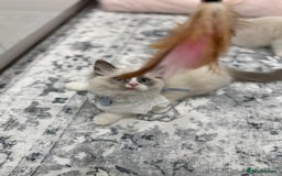 Ragdoll cats for sale: Blue Bicolor kittens 😸  - Image 2
