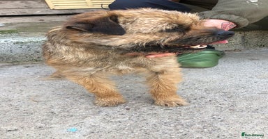 Border Terrier dogs - Advert 1