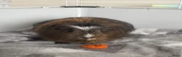 Guinea Pig rodents for sale: 2 adult guinea pigs for sale  - Advert 4