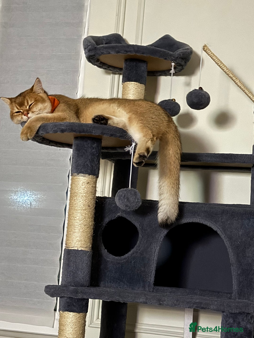 British Shorthair cats for stud: Bsh golden chinchilla ny11 for stud - Advert 3