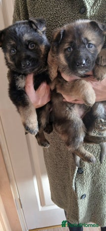 German Shepherd dogs Czech shepherd - Advert 16