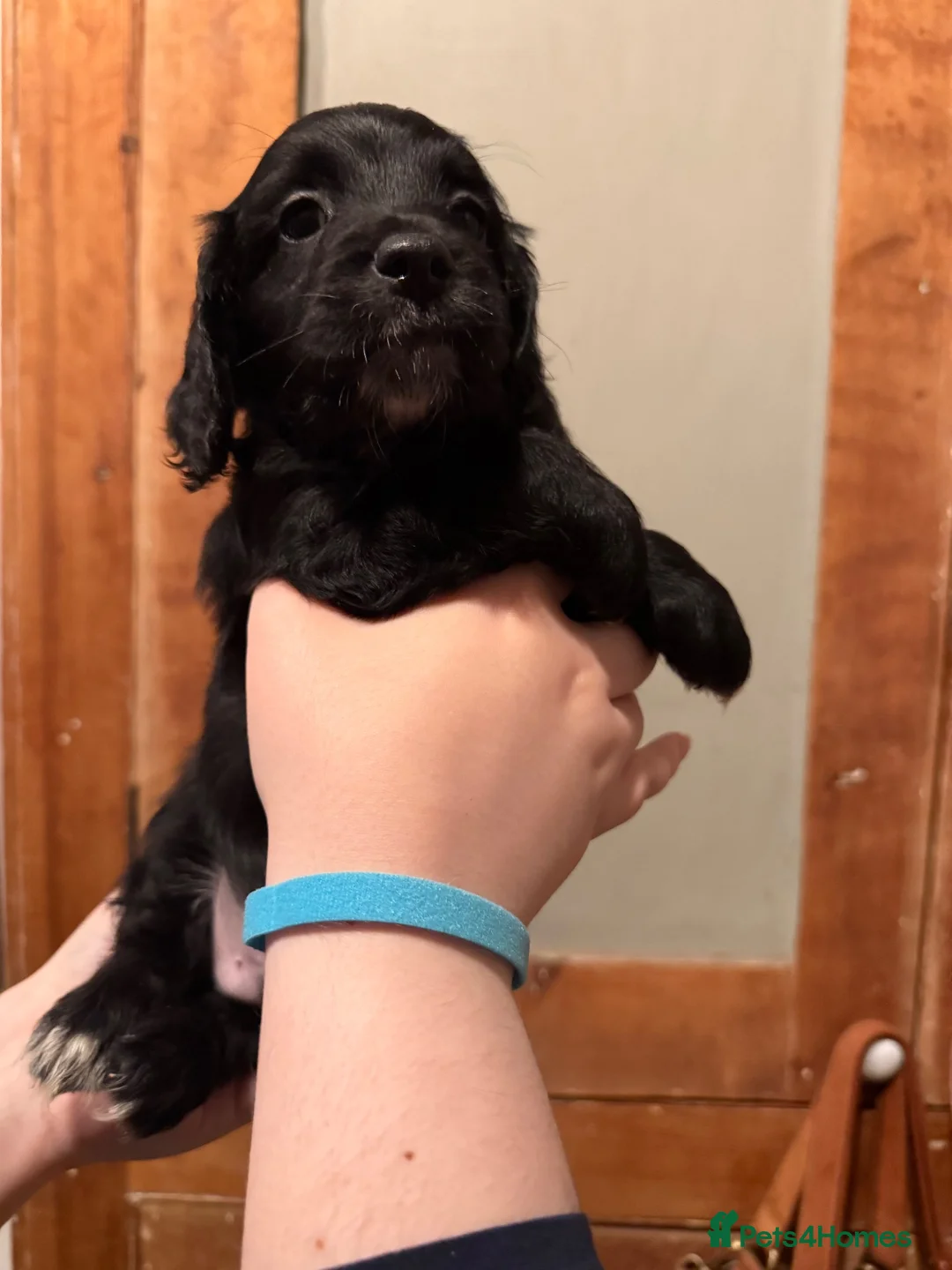 Mixed Breed dogs for sale: Sprockerpoo  - Advert 2
