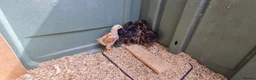 Chickens poultry for sale: 7 mixed unsexed chicks  in Manchester - Advert 1