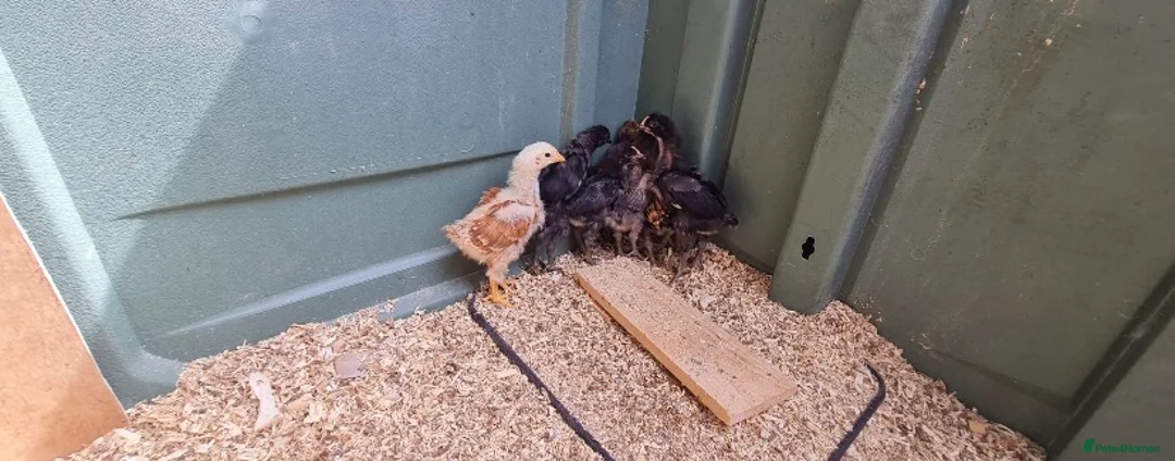 Chickens poultry for sale: 7 mixed unsexed chicks  in Manchester - Advert 1