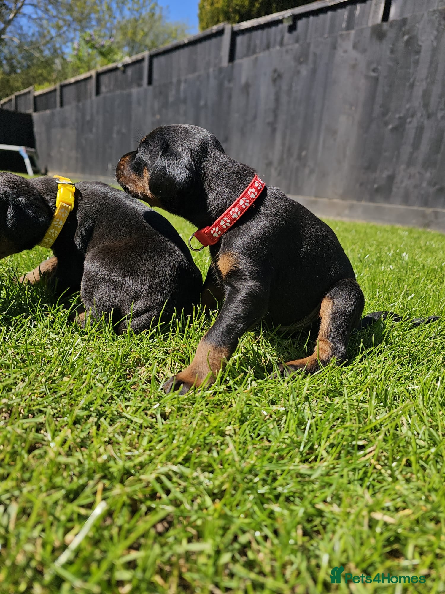 Dobermann dogs ☆☆ Doberman puppies Top class line ☆☆ - Advert 1