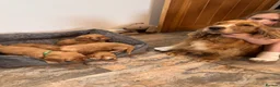 Cockapoo dogs for sale: Beautiful F1 Cockapoos  - Advert 5