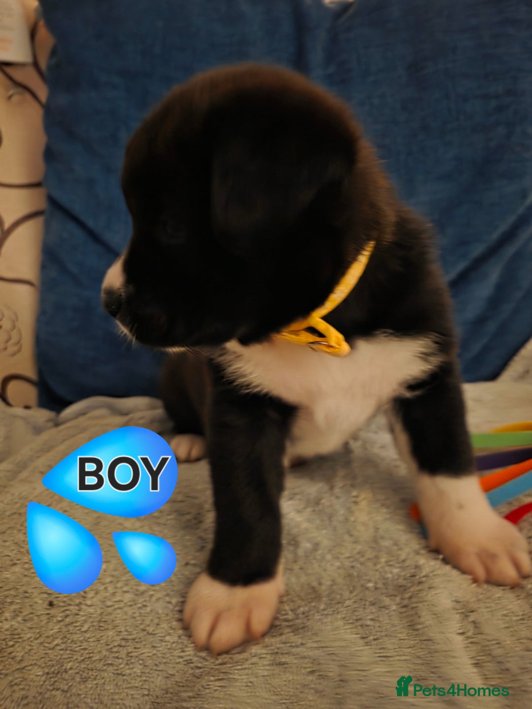 Mixed Breed dogs for sale: Gorgeous Labrakita (American Akita x Lab) Puppies - Advert 6