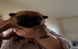Mixed Breed dogs for sale: German shepherd cross chow chow/French bulldog  - Image 15