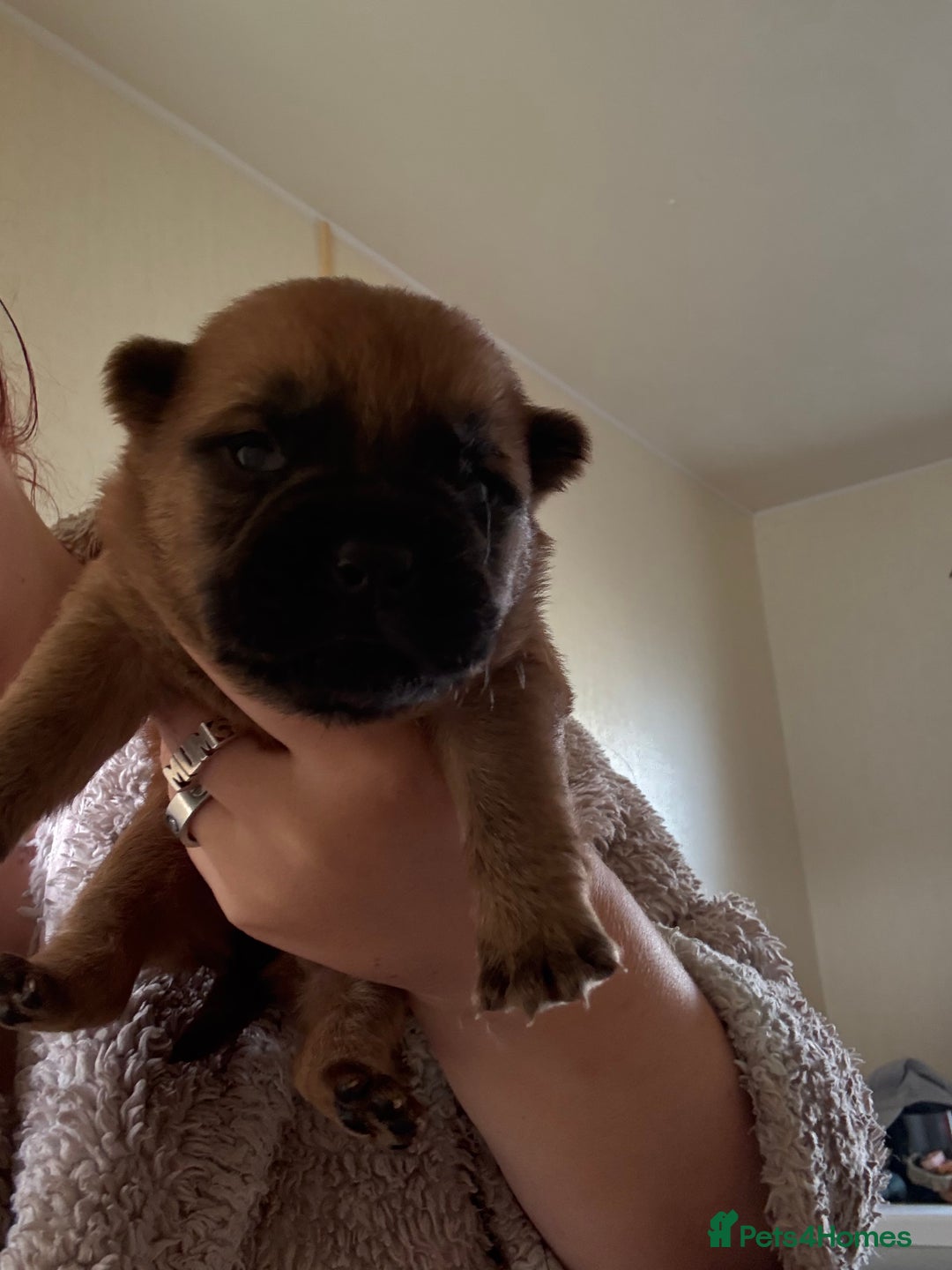 Mixed Breed dogs for sale: German shepherd cross chow chow/French bulldog  - Image 15