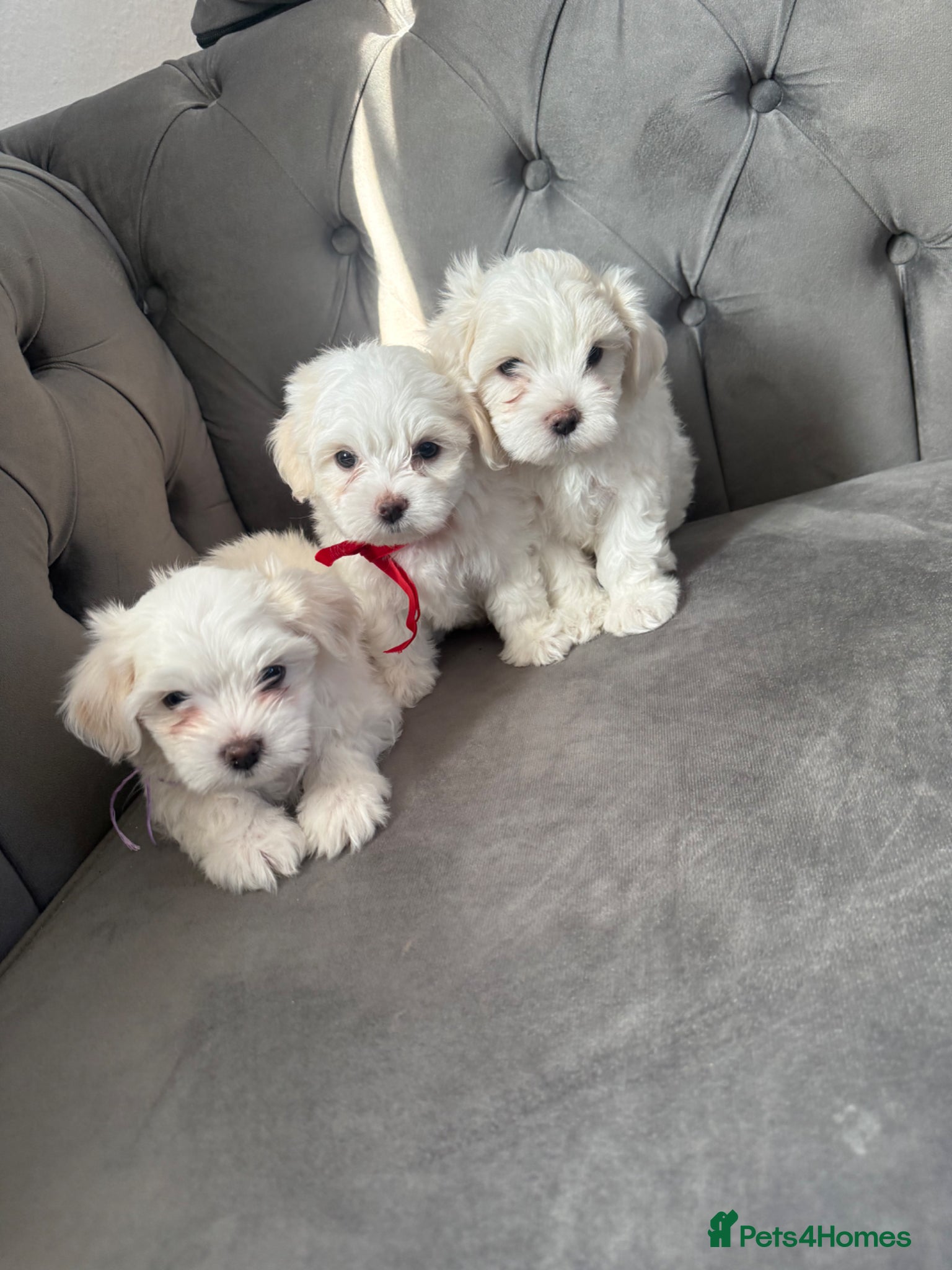 Maltese dogs Tiny Maltese Boy puppies 💙 - Advert 3
