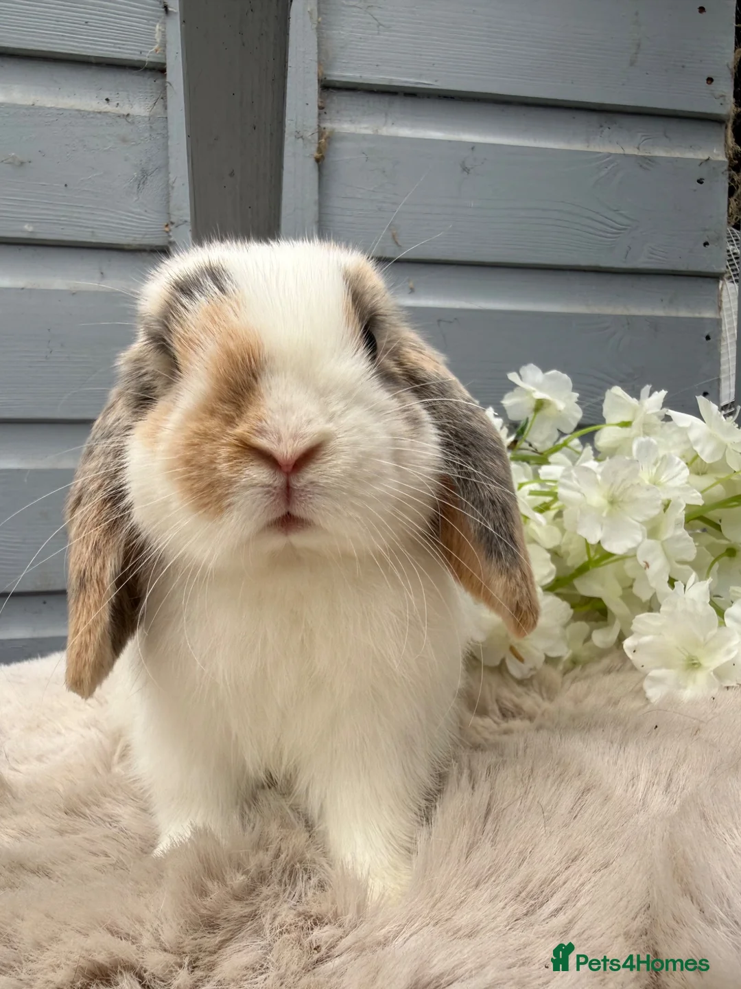 Mini Lop rabbits for sale: Stunning mini lop rabbits - Advert 5