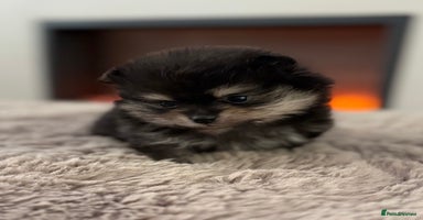 Pomeranian dogs - Advert 15