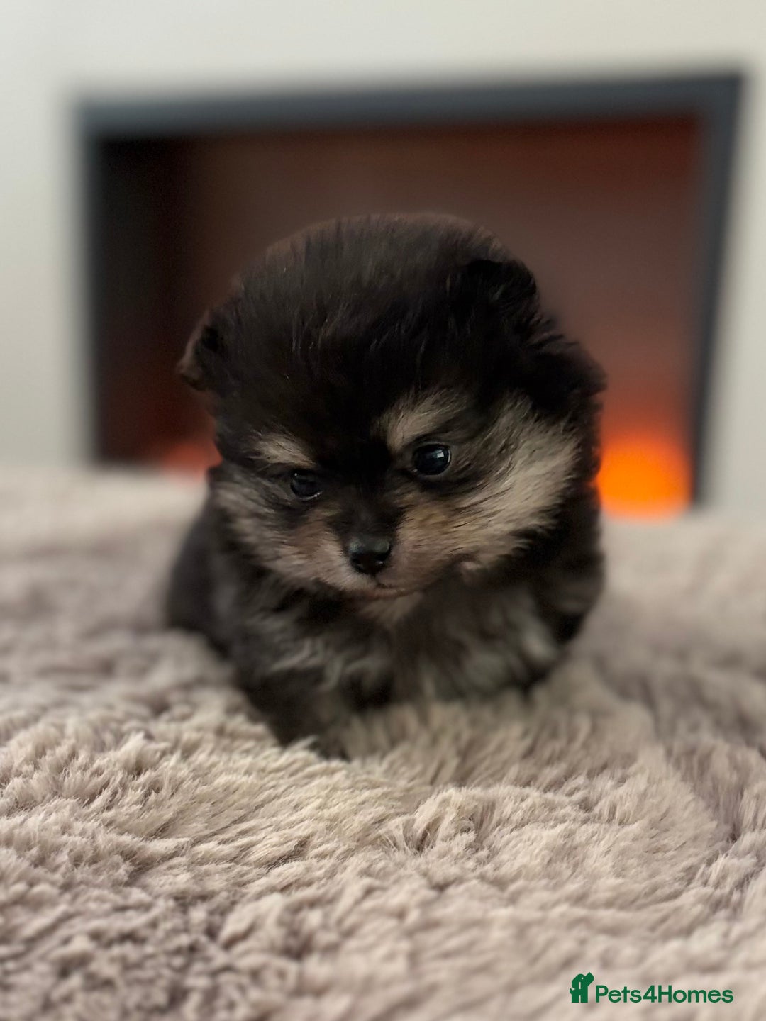 Pomeranian dogs for sale: KC Black&Tan Pom puppies stunning 🤩 🧡🖤 - Image 3