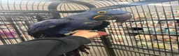 Macaws birds for sale: ⭐️ Stunning baby handreared Hyacinth Macaw ⭐️ - Advert 6
