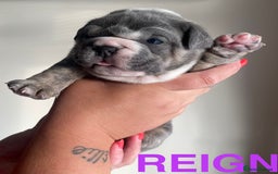 English Bulldog dogs for stud: *RUBBLE* NEBBR beautiful boy - Image 7